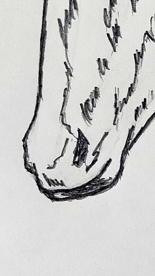 cum desenez un cal detaliu 3