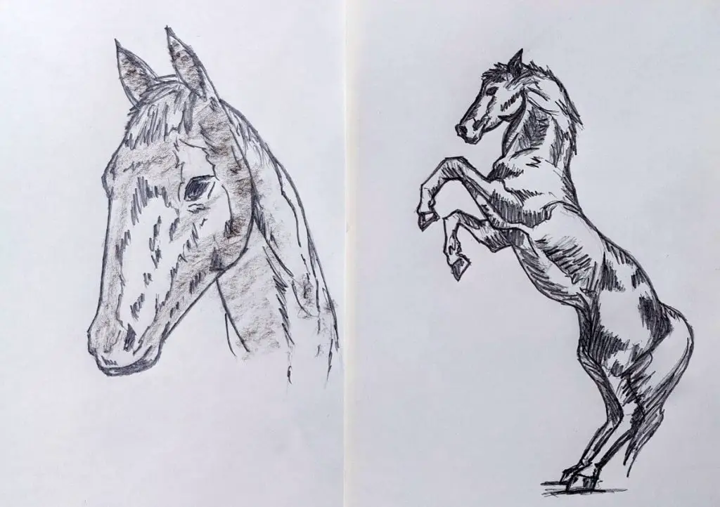 cum desenez un cal