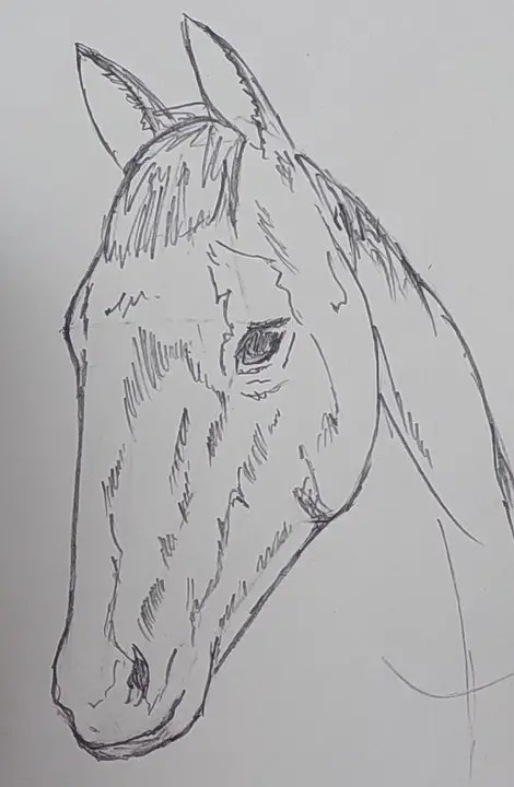 cum desenez un cal pas 4