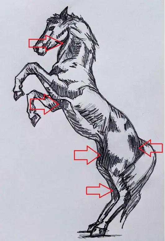 cum desenez un cal naravas pas 5